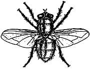Blow-fly-calliphoridae zipzap termite and pest control
