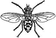 Flesh-fly-Sarcophagidae Fly control in Kansas City