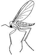 Fungus-gnat-Mycetophilidae-and-Sciaridae Fungus gnat pests in your home plants