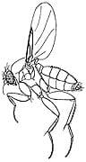 Phorid-fly-Phoridae zipzap termite and pest control