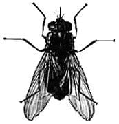 Stable-fly-Stomoxys-calcitrans zipzap termite and pest control