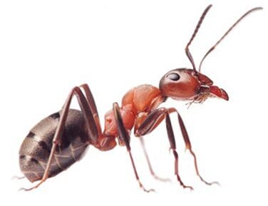 ant-1 zipzap termite and pest control