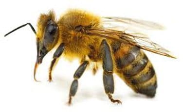 bee In Kansas City Bee in Kansas City