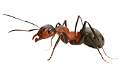 car_ant zipzap termite and pest control