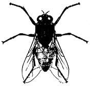 common house fly common house fly