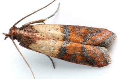 Indian Meal Moth in Kansas City Indian Meal Moth in Kansas City