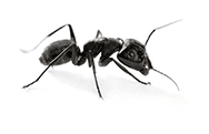 litt_ant Ant Control in Kansas City