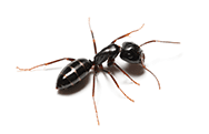 odo_ant zipzap termite and pest control