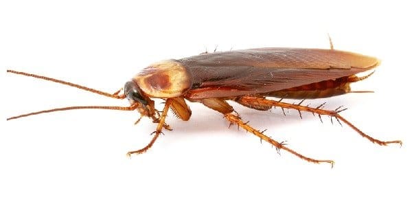 roach-3 Cockroaches in Kansas City