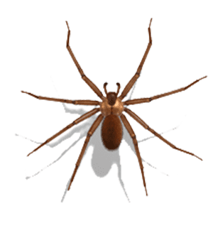 spiders of Missouri