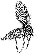 moth zipzap termite and pest control
