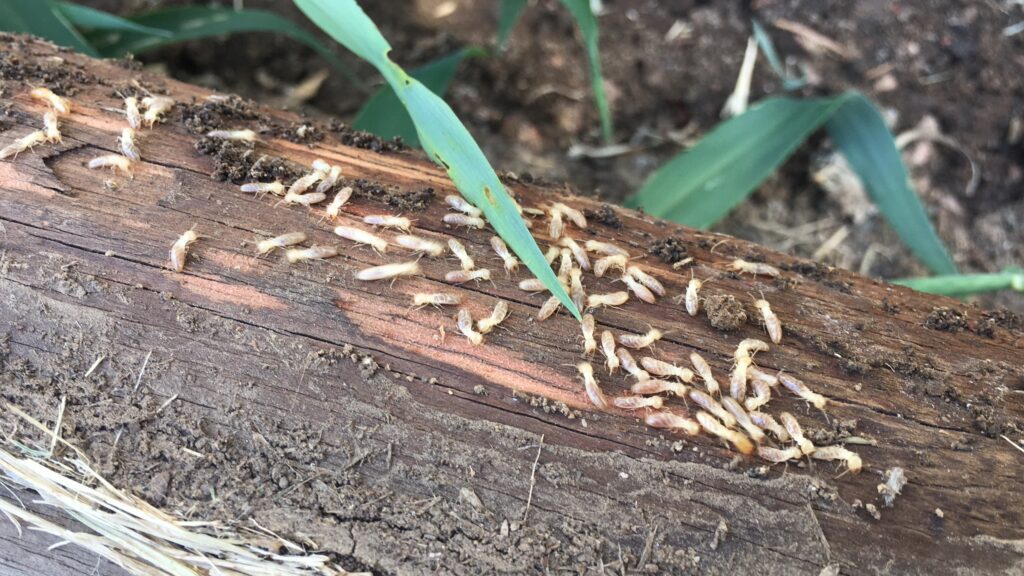 Termites in Kansas City