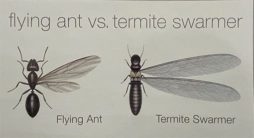 Termite-Swarmer-vs-Ants-scaled zipzap termite and pest control