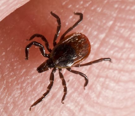 Ticks in Kansas City Ticks in Kansas City