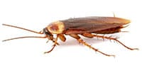 Bugs in Kansas City Cockroaches