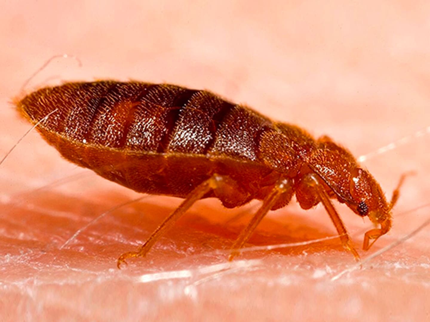 bed-bug bed bugs in semi-cab