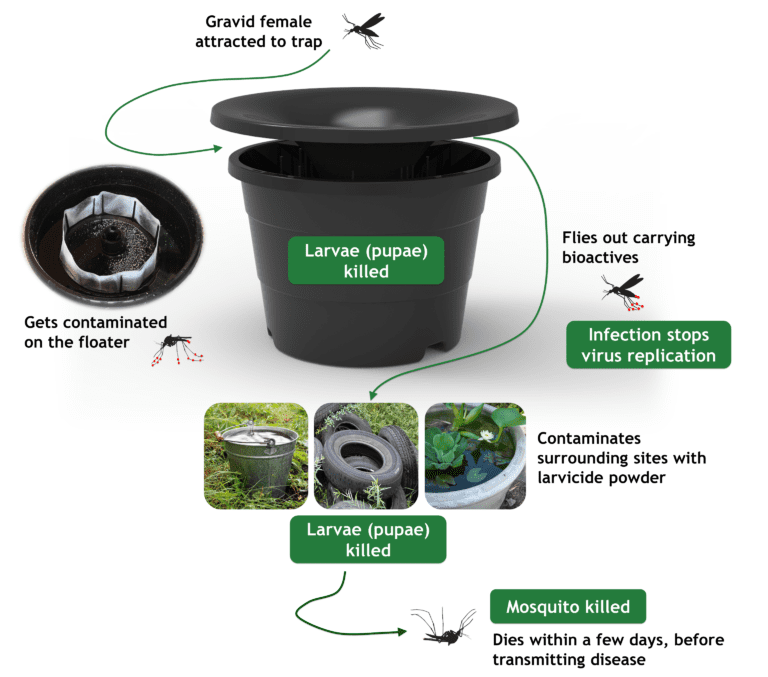 mosquito breeding sites Mosquitos in Kansas City